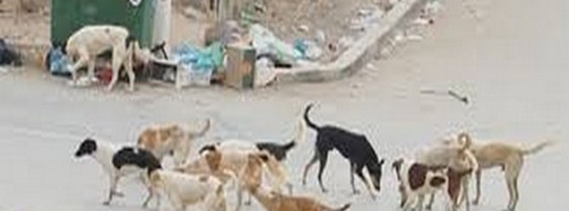 Gestion des chiens errants à la commune de La Marsa.